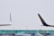 Boeing 737-8AS